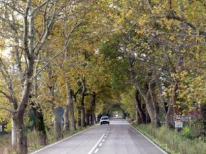 l_cinarli-Yol-Korunmasi-Gereken-Anit-Agaclardir-_955680512[1]